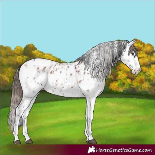 Horse Color:Liver Chestnut Sabino Splash Appaloosa  and Chestnut Sabino Splash Appaloosa 