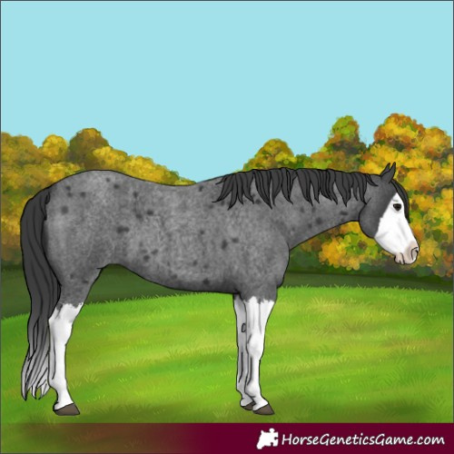 Horse Color:Blue Roan Splash 
