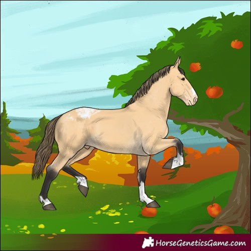 Horse Color:Buckskin Appaloosa