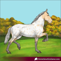 Horse Color:Silver Buckskin Near Leopard 