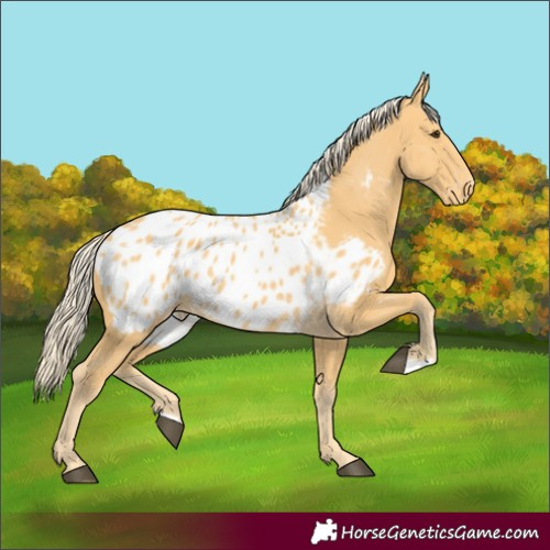 Horse Color:Palomino Appaloosa