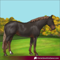 Horse Color:Liver Chestnut Rabicano 