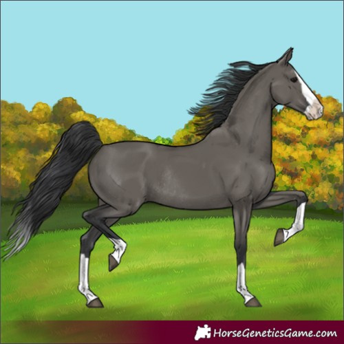 Horse Color:Grullo Splash Rabicano 