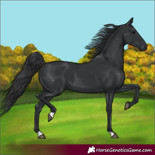 Horse Color:Black 