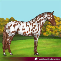 Horse Color:Chestnut Appaloosa