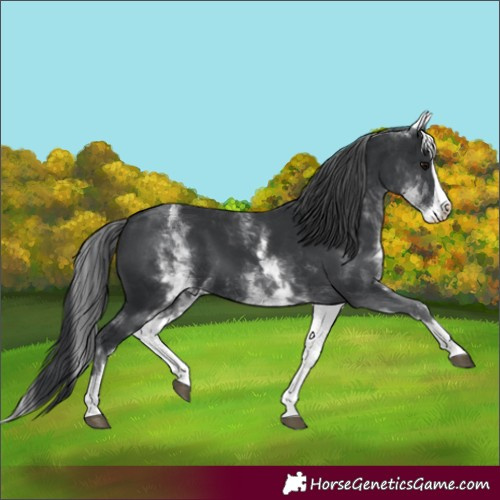 Horse Color:White Spotted Black Splash