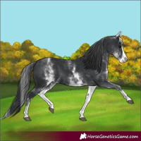 Horse Color:White Spotted Black Splash 