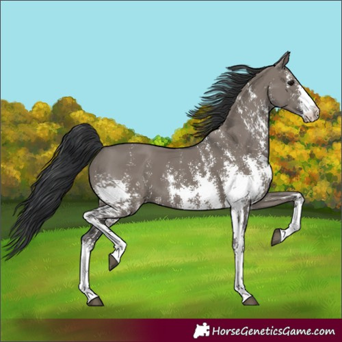 Horse Color:Grullo Sabino Rabicano 