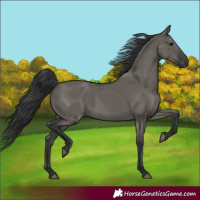 Horse Color:Grullo Rabicano 