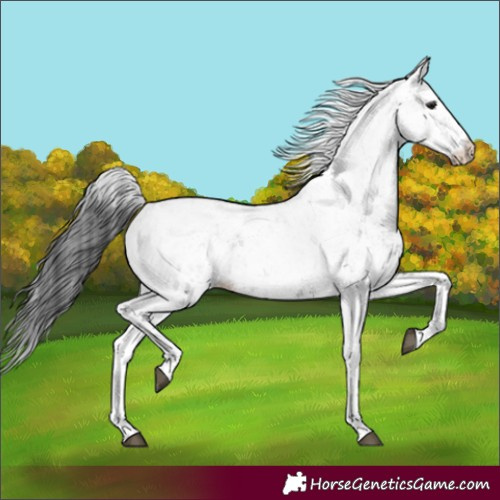 Horse Color:White Spotted Grullo Sabino Rabicano 