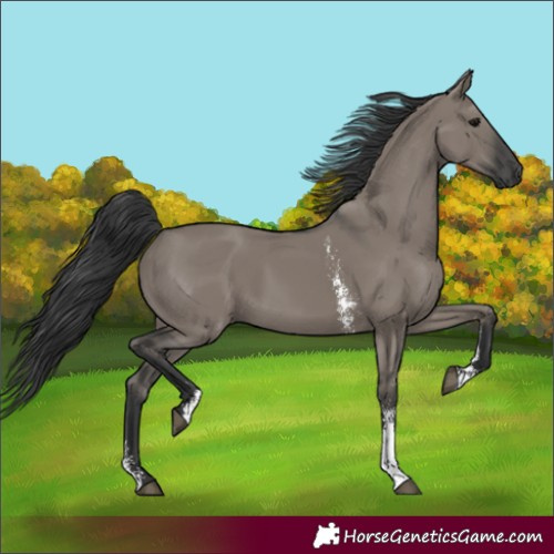 Horse Color:Grullo Sabino Rabicano 