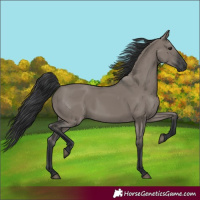 Horse Color:Grullo Rabicano 