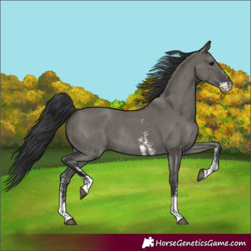Horse Color:Unknown 