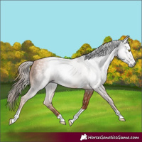 Horse Color:Gray Gold Champagne Tobiano