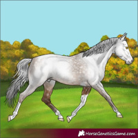Horse Color:Gray Amber Champagne Tobiano Appaloosa