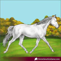 Horse Color:Gray Amber Champagne Tobiano Appaloosa 