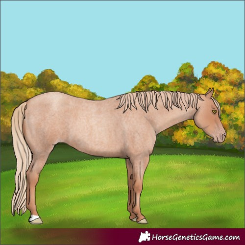 Horse Color:Gold Champagne Roan 