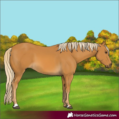 Horse Color:Palomino 