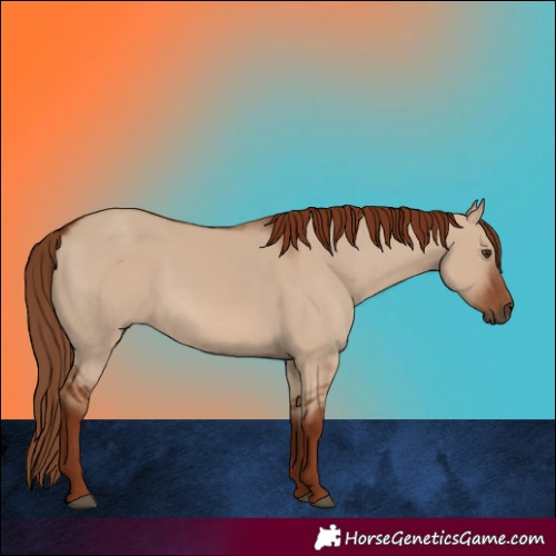Horse Color:Red Dun 