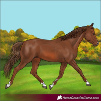 Horse Color:Chestnut 