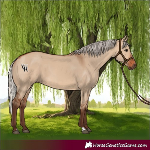 Horse Color:Silver Bay Dun