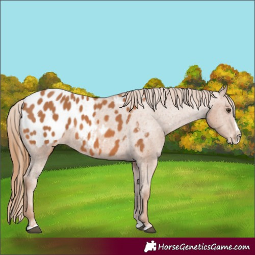 Horse Color:Chestnut Splash Appaloosa 