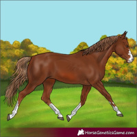 Horse Color:Chestnut 