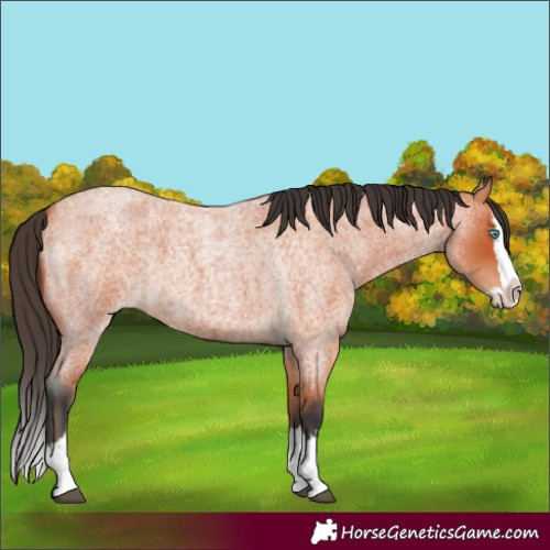 Horse Color:Bay Roan Splash 