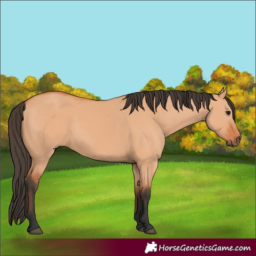 Horse Color:Bay Dun 