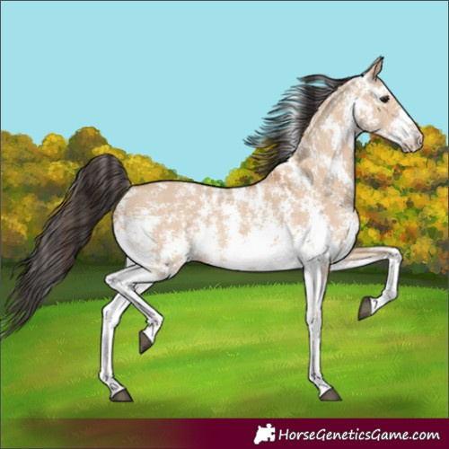 Horse Color:Bay Dun Sabino Rabicano 