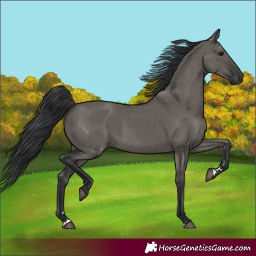 Horse Color:Grullo Rabicano 