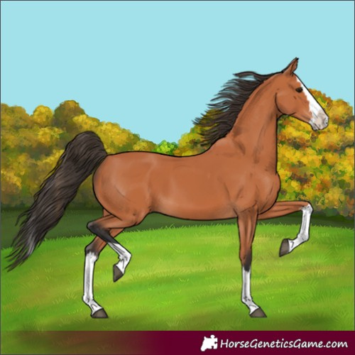 Horse Color:Unknown 