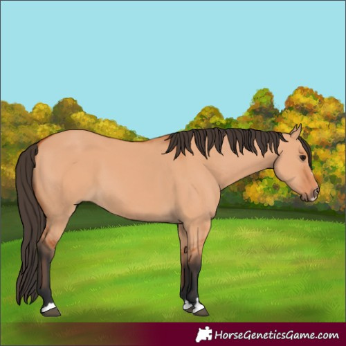 Horse Color:Bay Dun 
