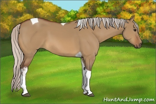 Horse Color:Silver Bay Dun Tobiano