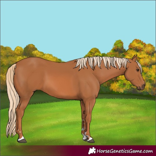 Horse Color:Chestnut 
