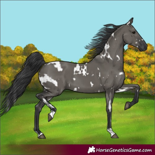 Horse Color:White Spotted Grullo 