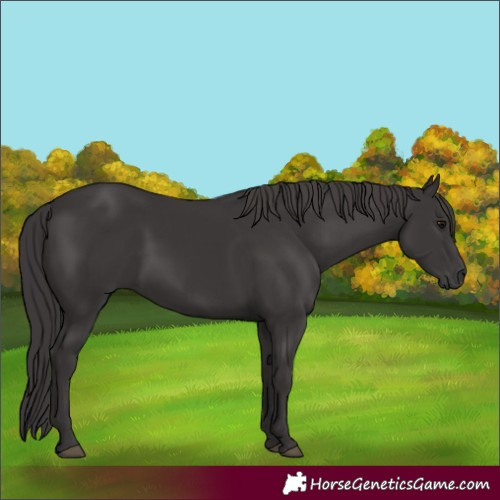 Horse Color:Smoky Black 