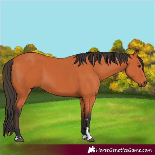 Horse Color:Bay 