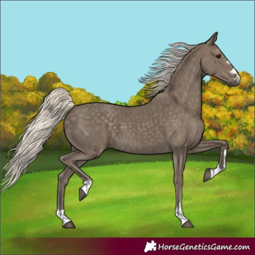 Horse Color:Silver Smoky Black 