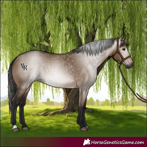 Horse Color:Gray Brown Dun 