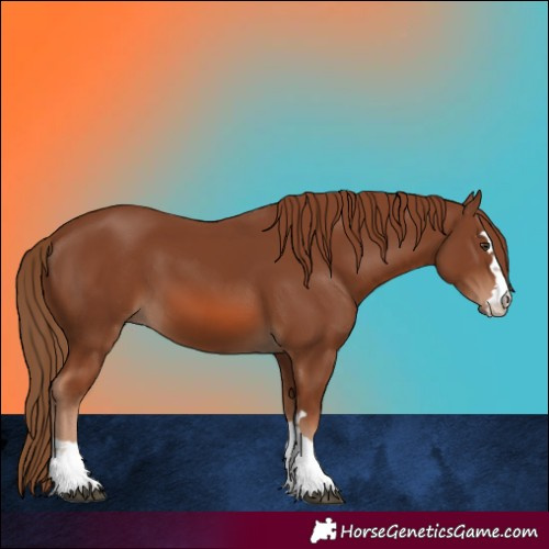 Horse Color:Chestnut 