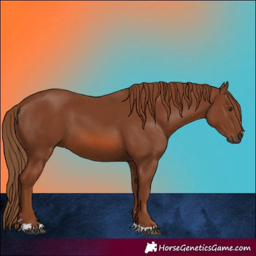 Horse Color:Chestnut 