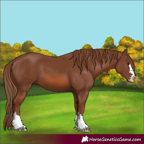 Horse Color:Chestnut 