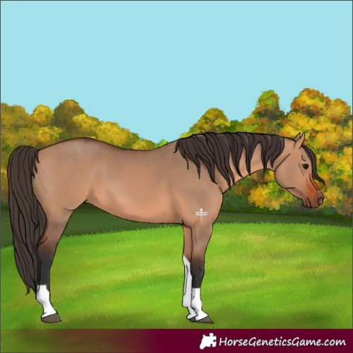 Horse Color:Bay Dun Tobiano 