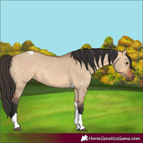 Horse Color:Bay Dun Tobiano 