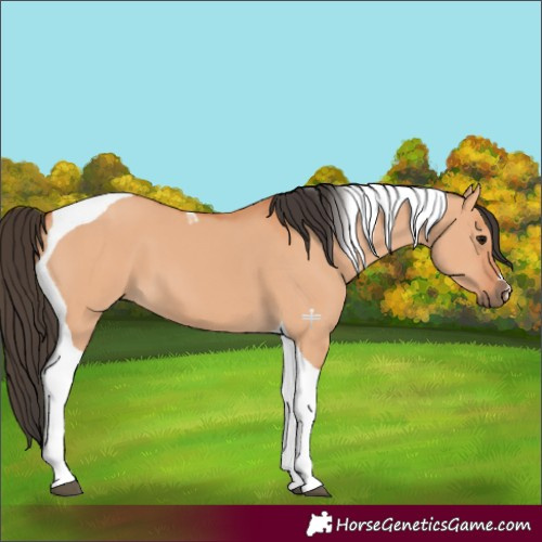 Horse Color:Bay Dun Tobiano 