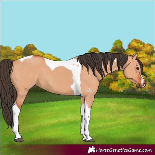 Horse Color:Bay Dun Tobiano 