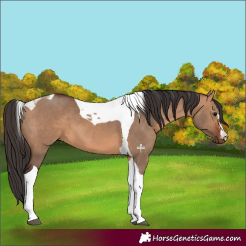 Horse Color:Bay Dun Tobiano 