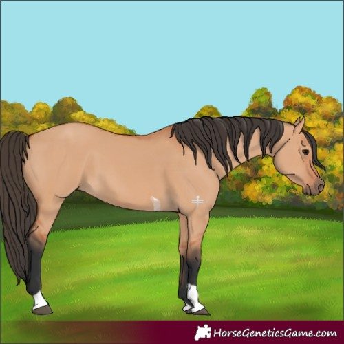 Horse Color:Bay Dun Tobiano 