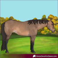 Horse Color:Brown Dun 